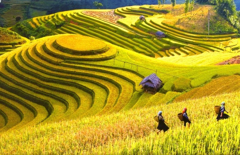 Golden rice terraces in the Sa Pa mountain region